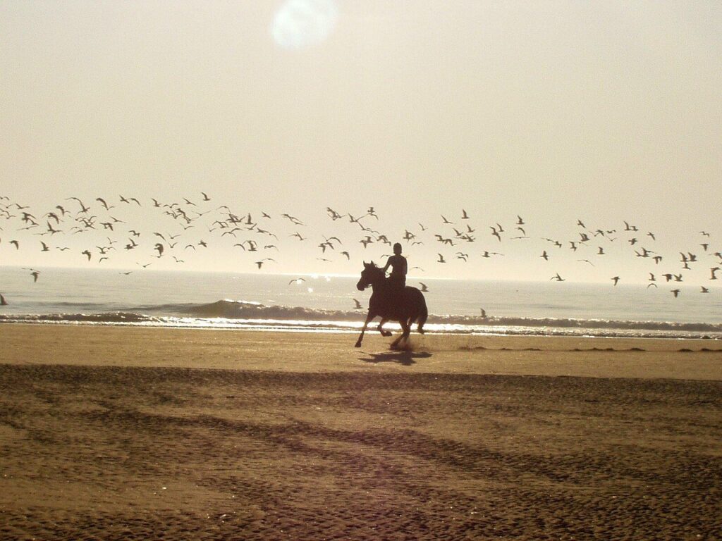 Ein Pferd mit Mensch galoppiert an sonnigem Tag am Strand