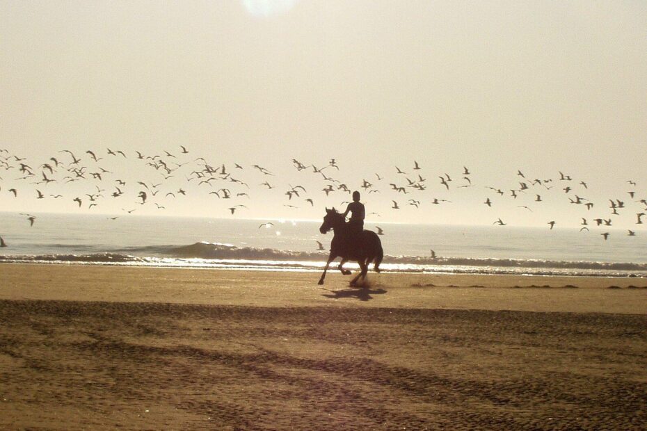Ein Pferd mit Mensch galoppiert an sonnigem Tag am Strand
